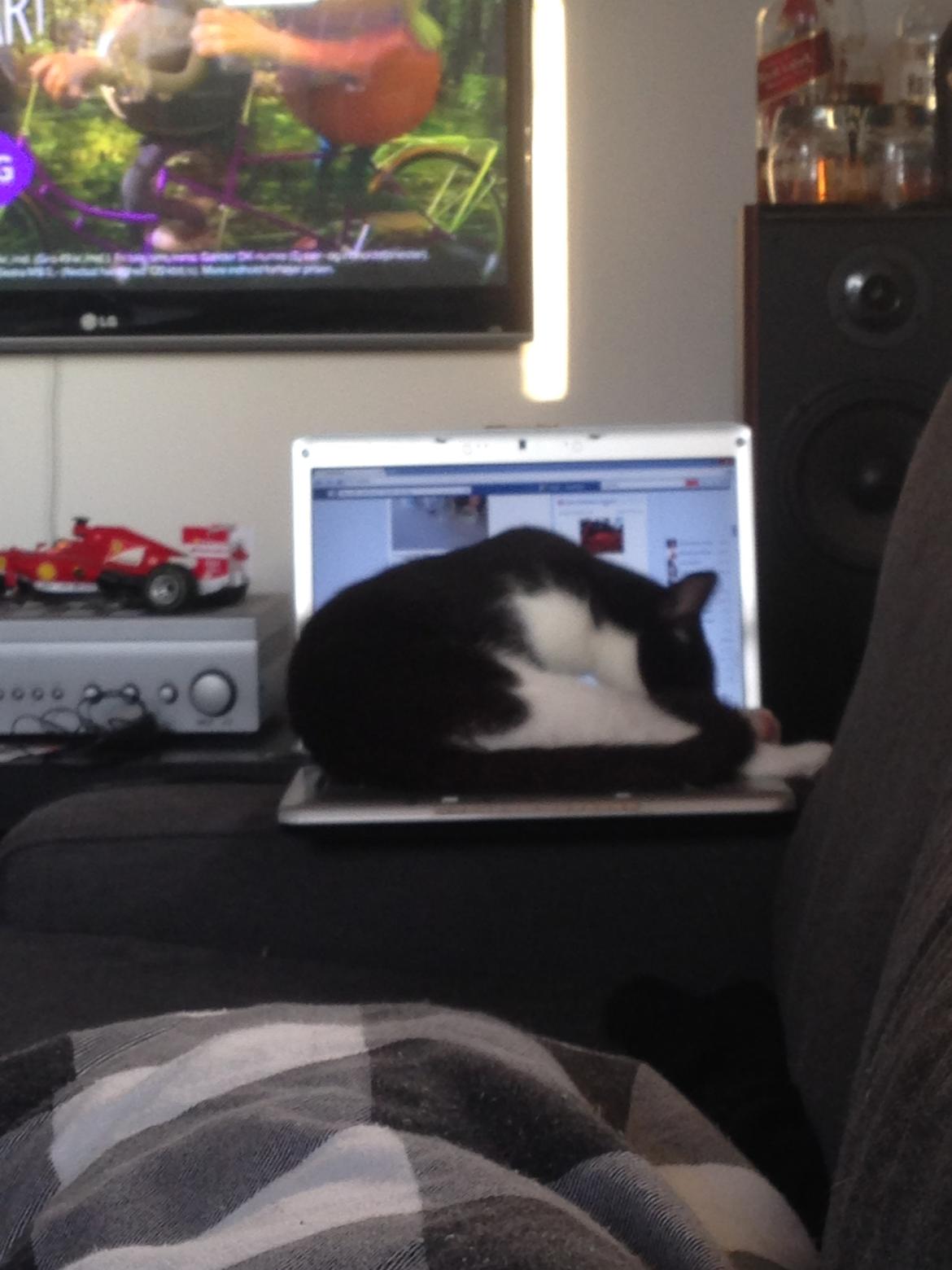 Huskat balou billede 12