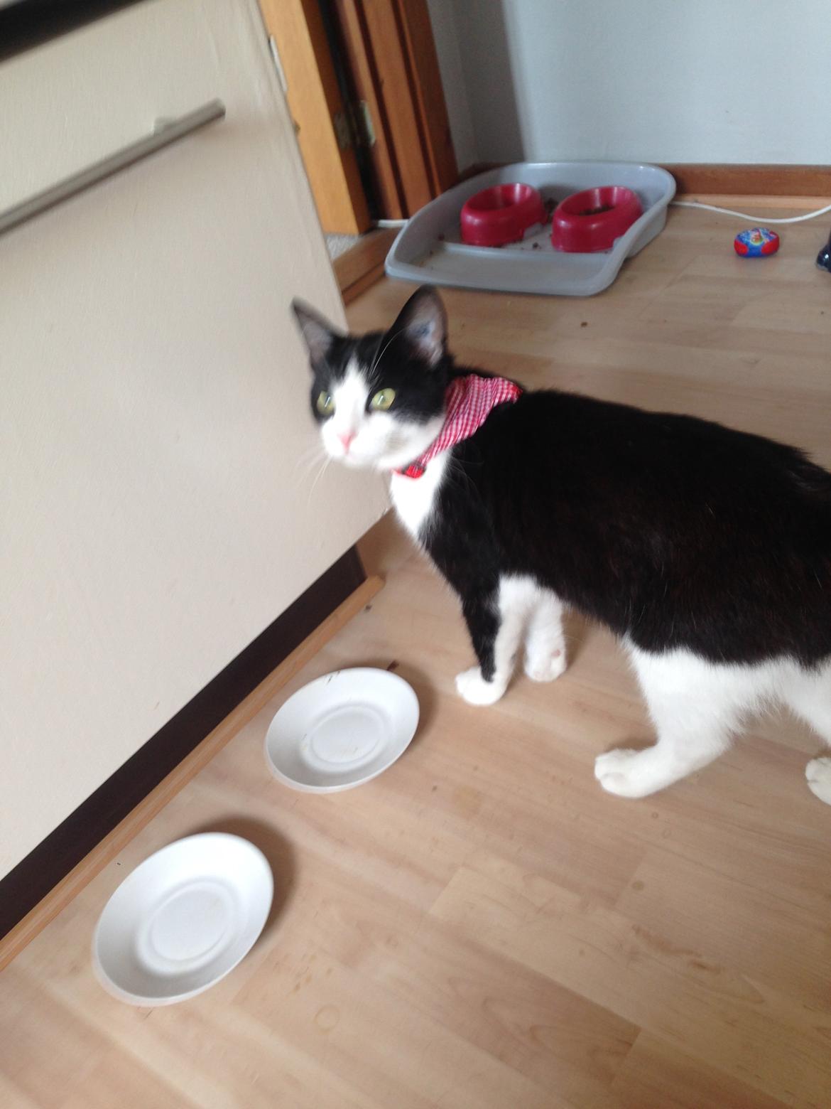 Huskat balou billede 13