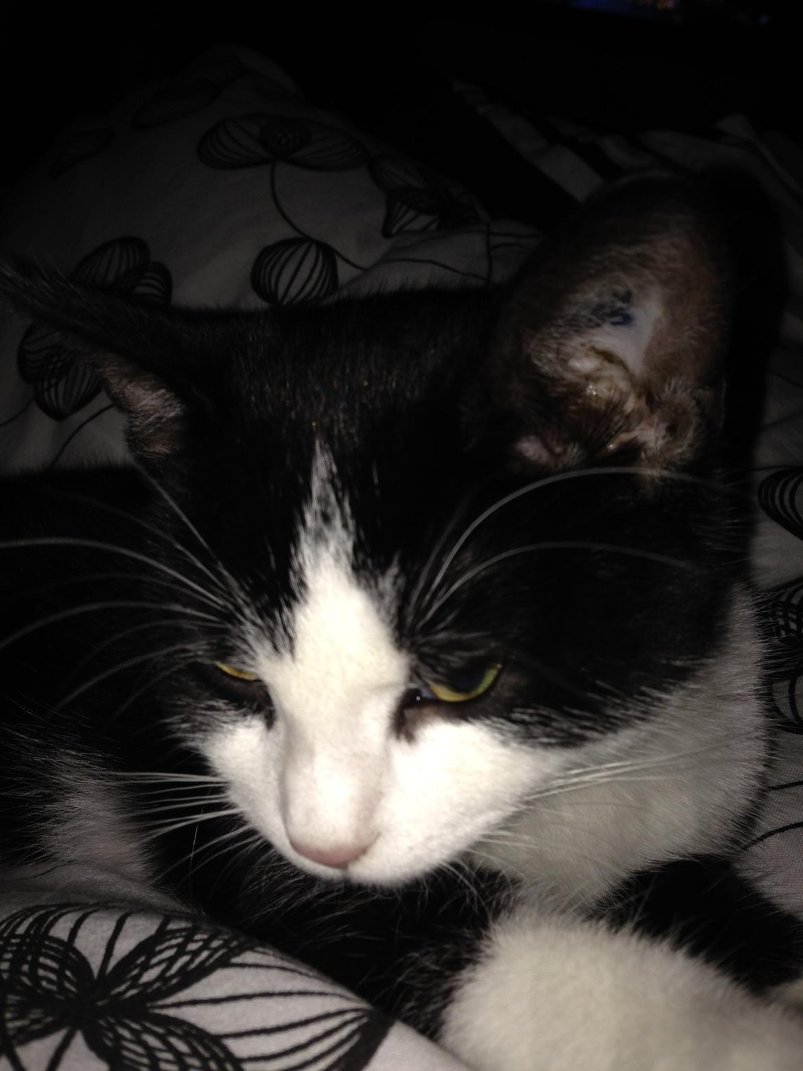 Huskat balou billede 14