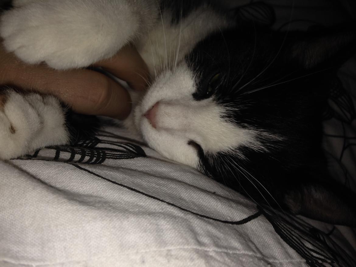 Huskat balou billede 15