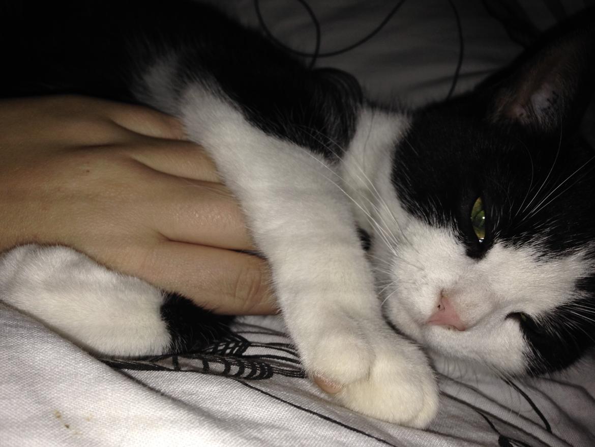 Huskat balou billede 16