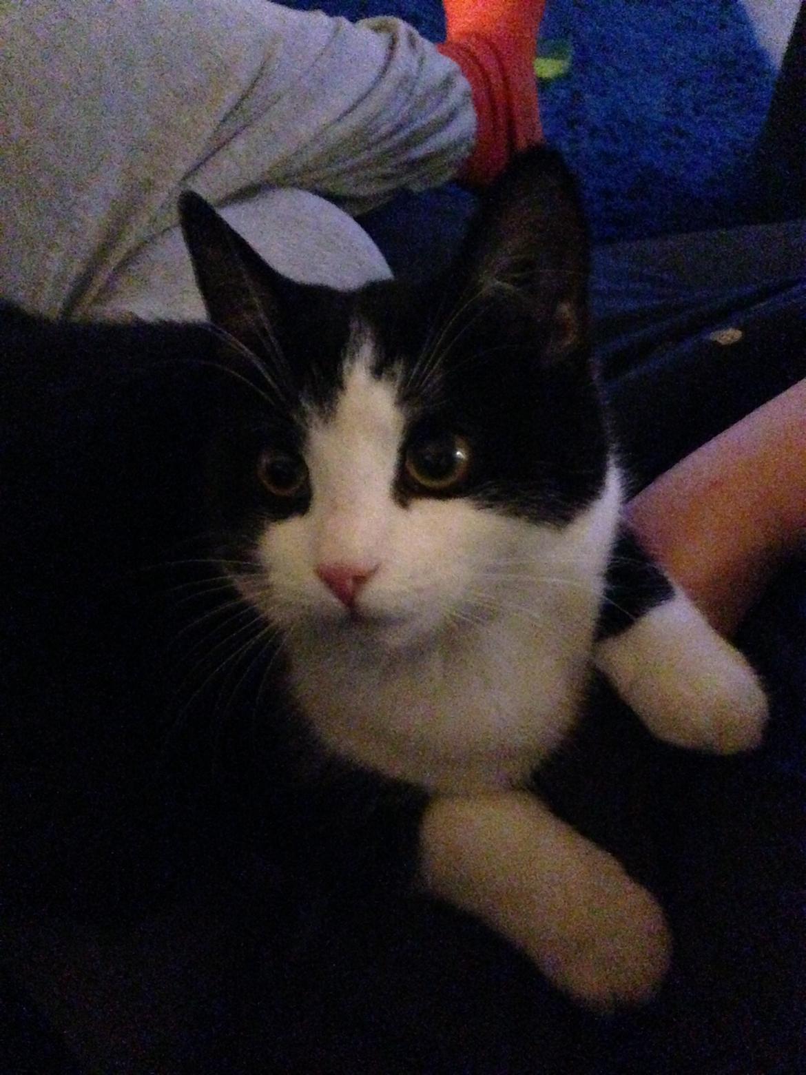 Huskat balou billede 17