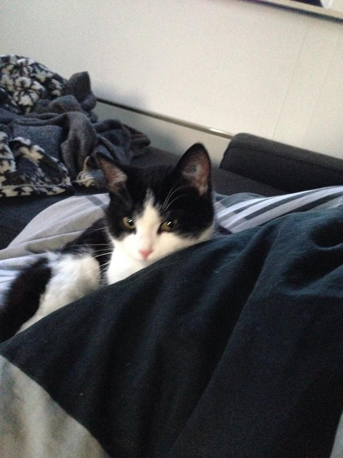 Huskat balou billede 18