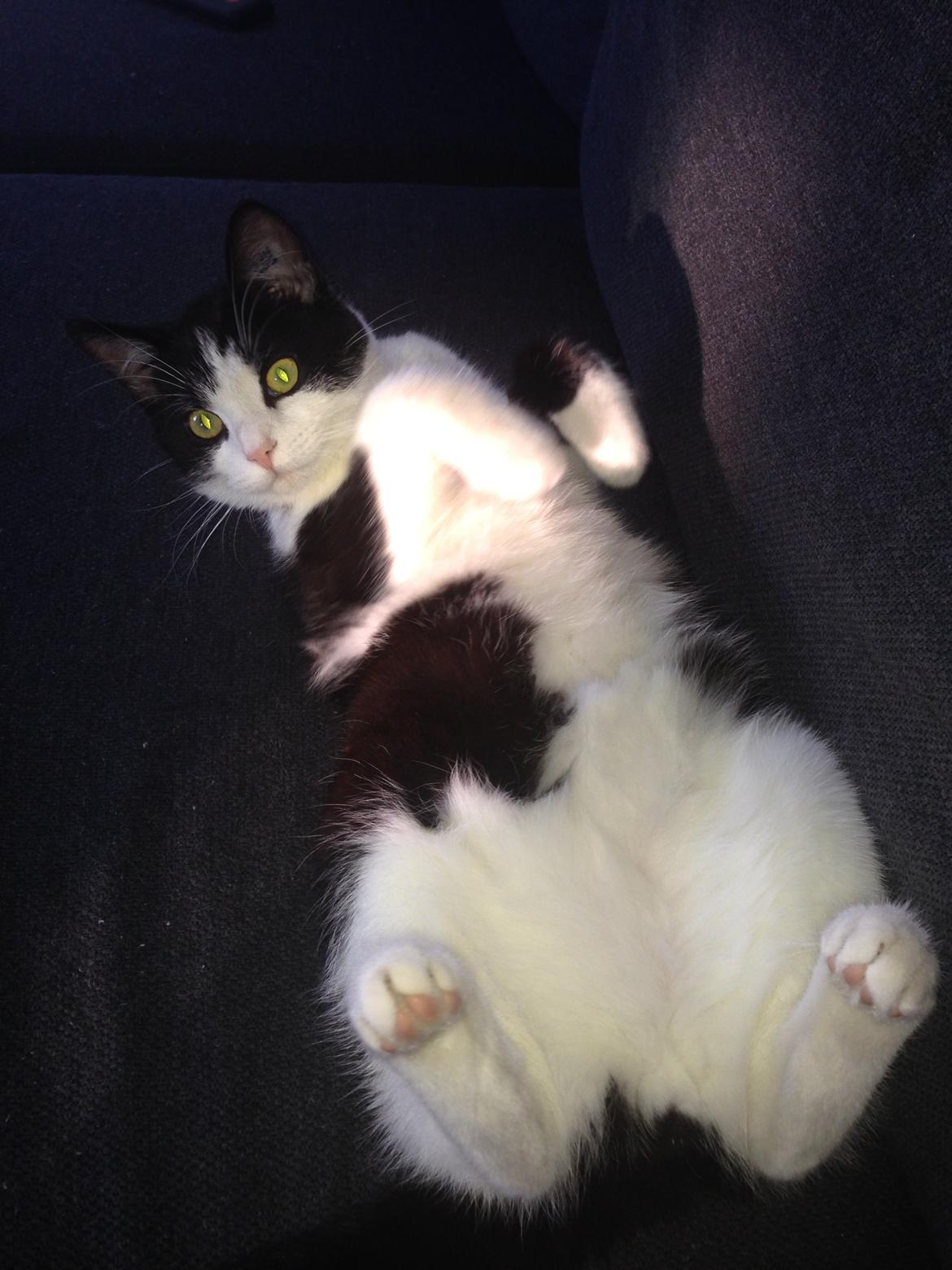 Huskat balou billede 19