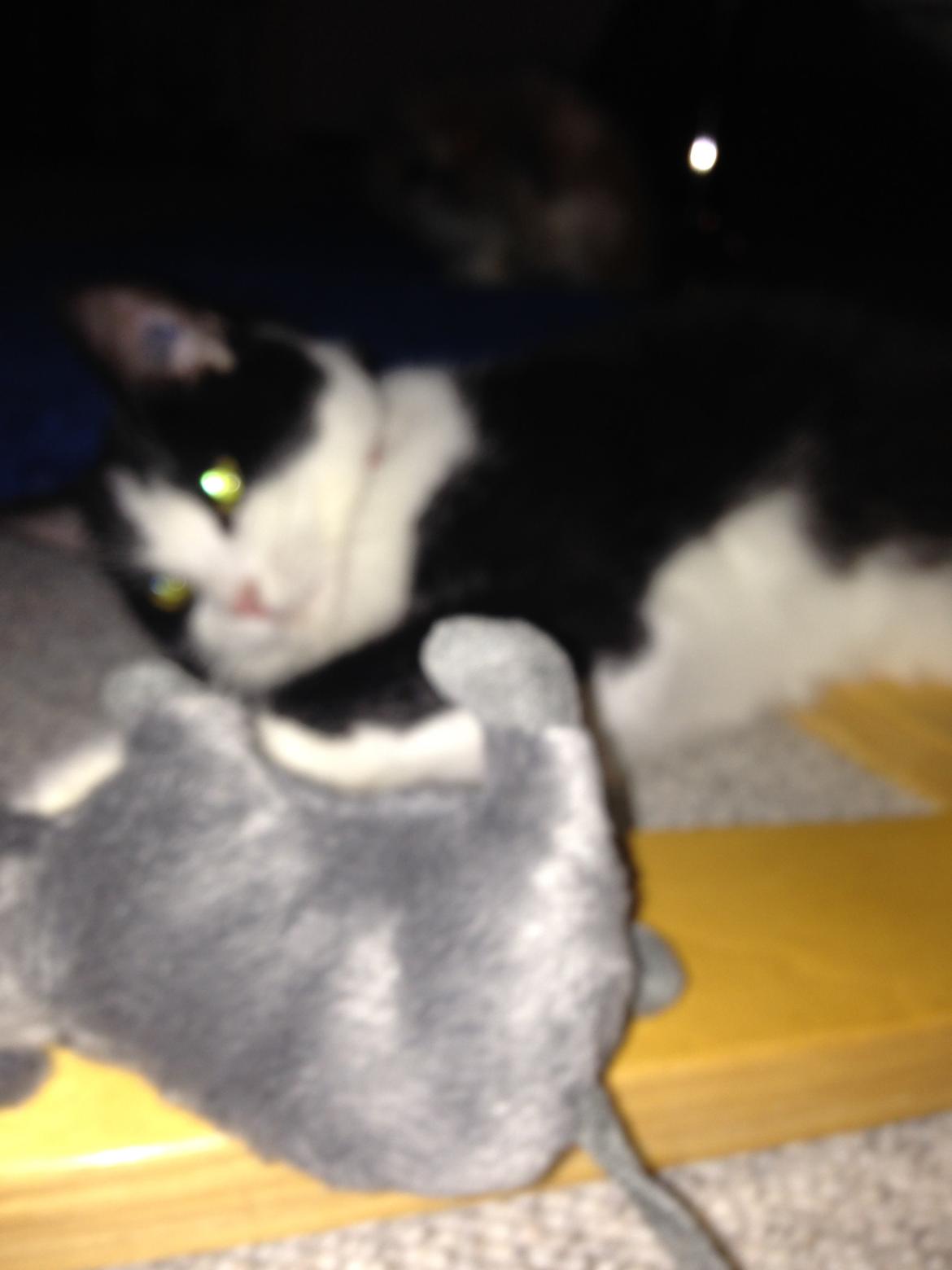 Huskat balou billede 20