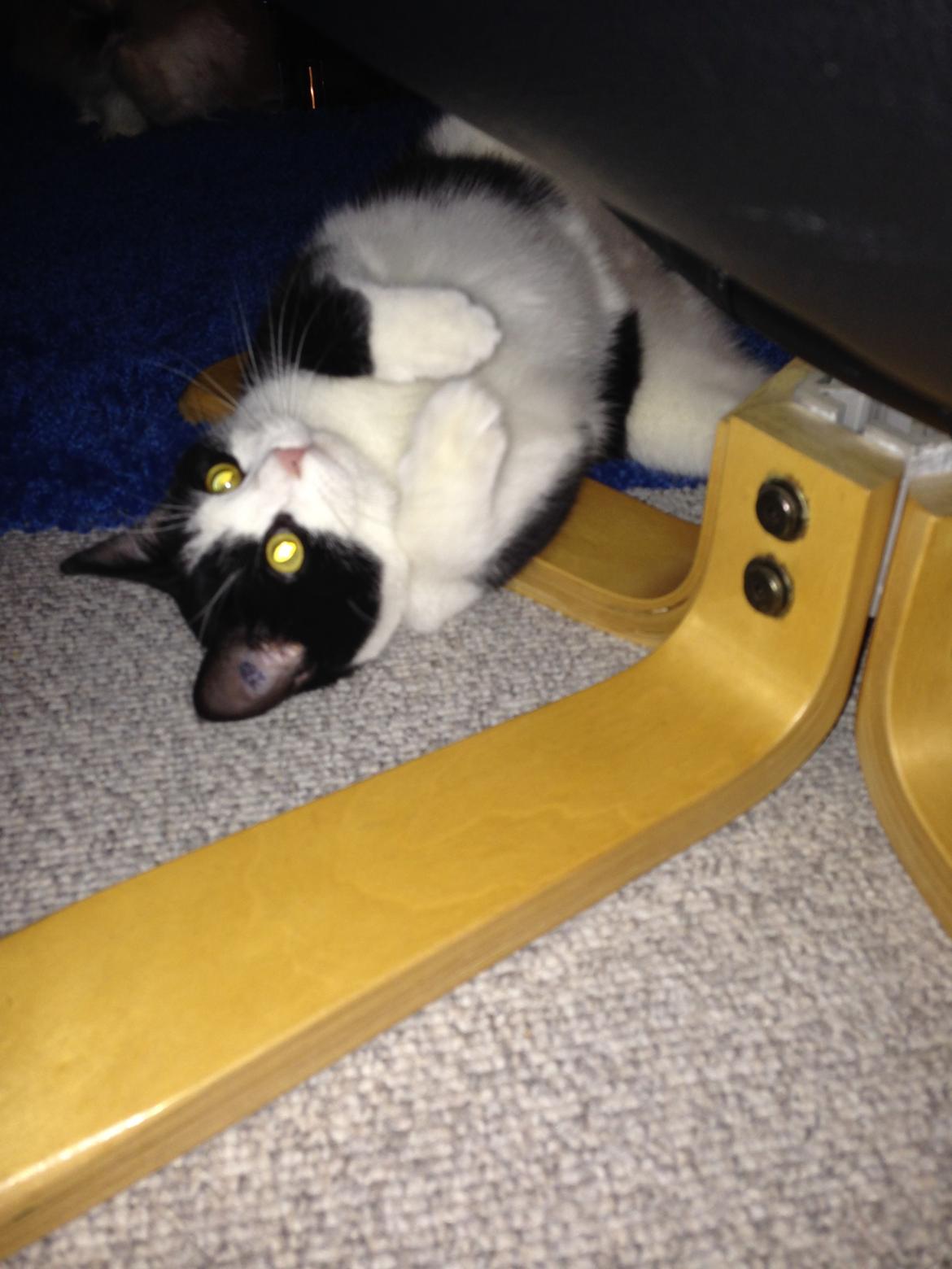 Huskat balou billede 21