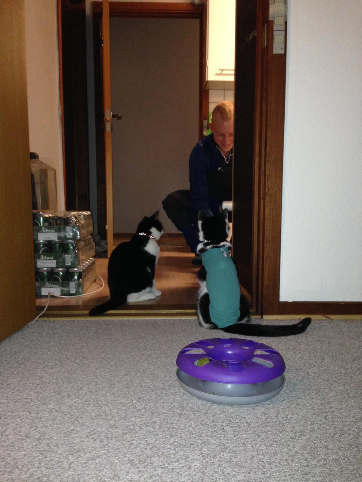 Huskat balou billede 22