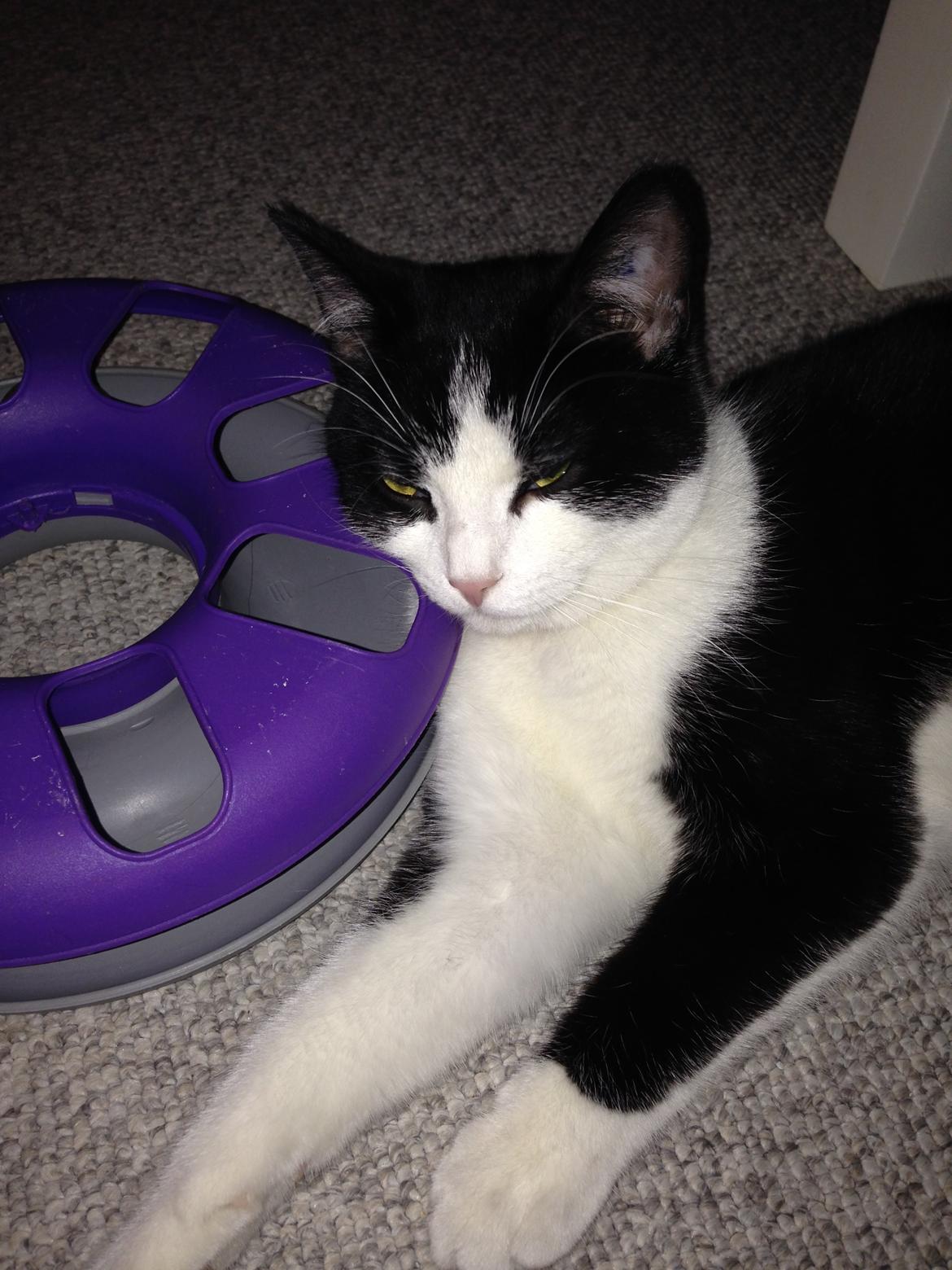 Huskat balou billede 23