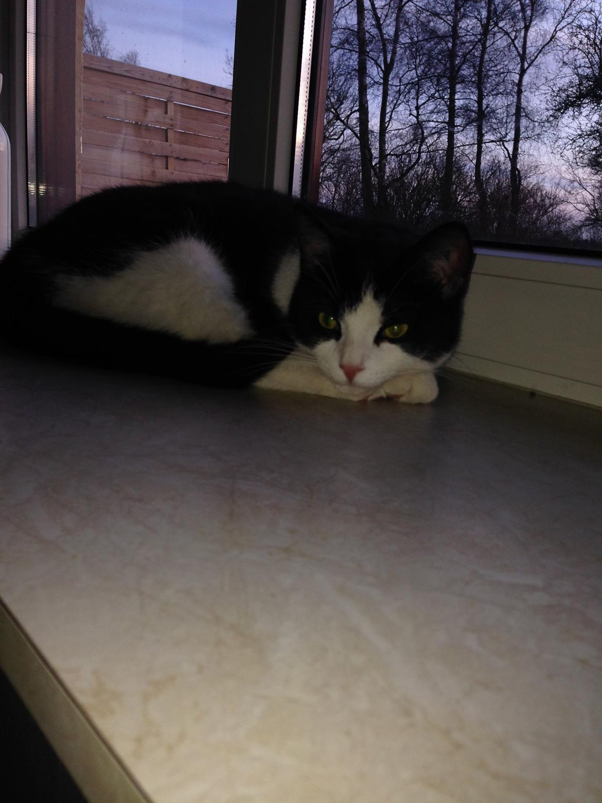 Huskat balou billede 24