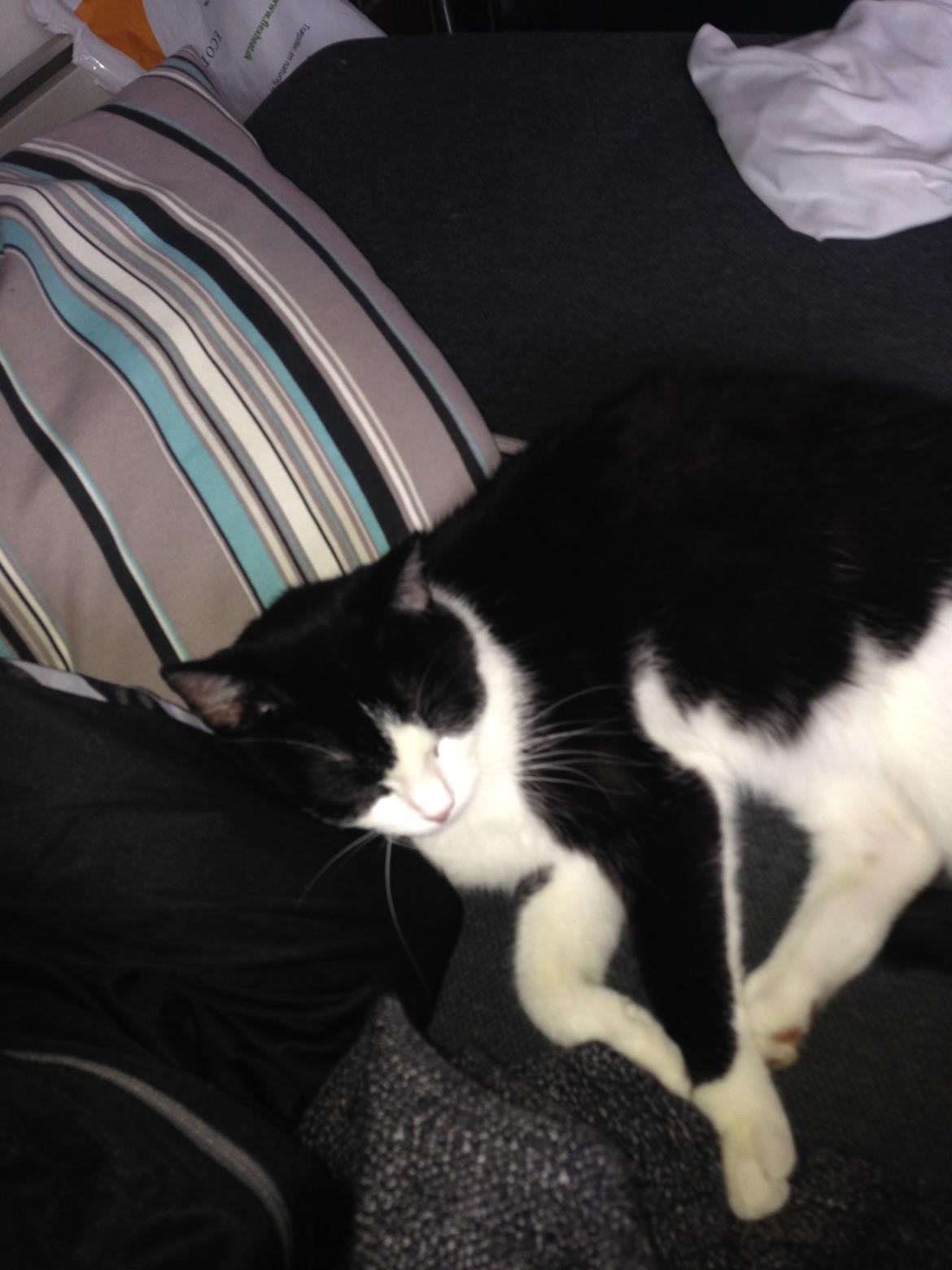 Huskat balou billede 25