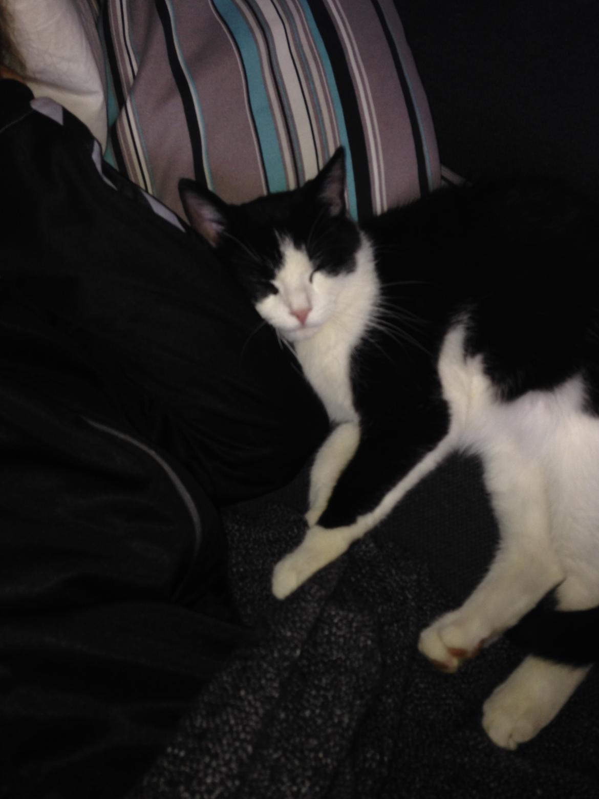 Huskat balou billede 26