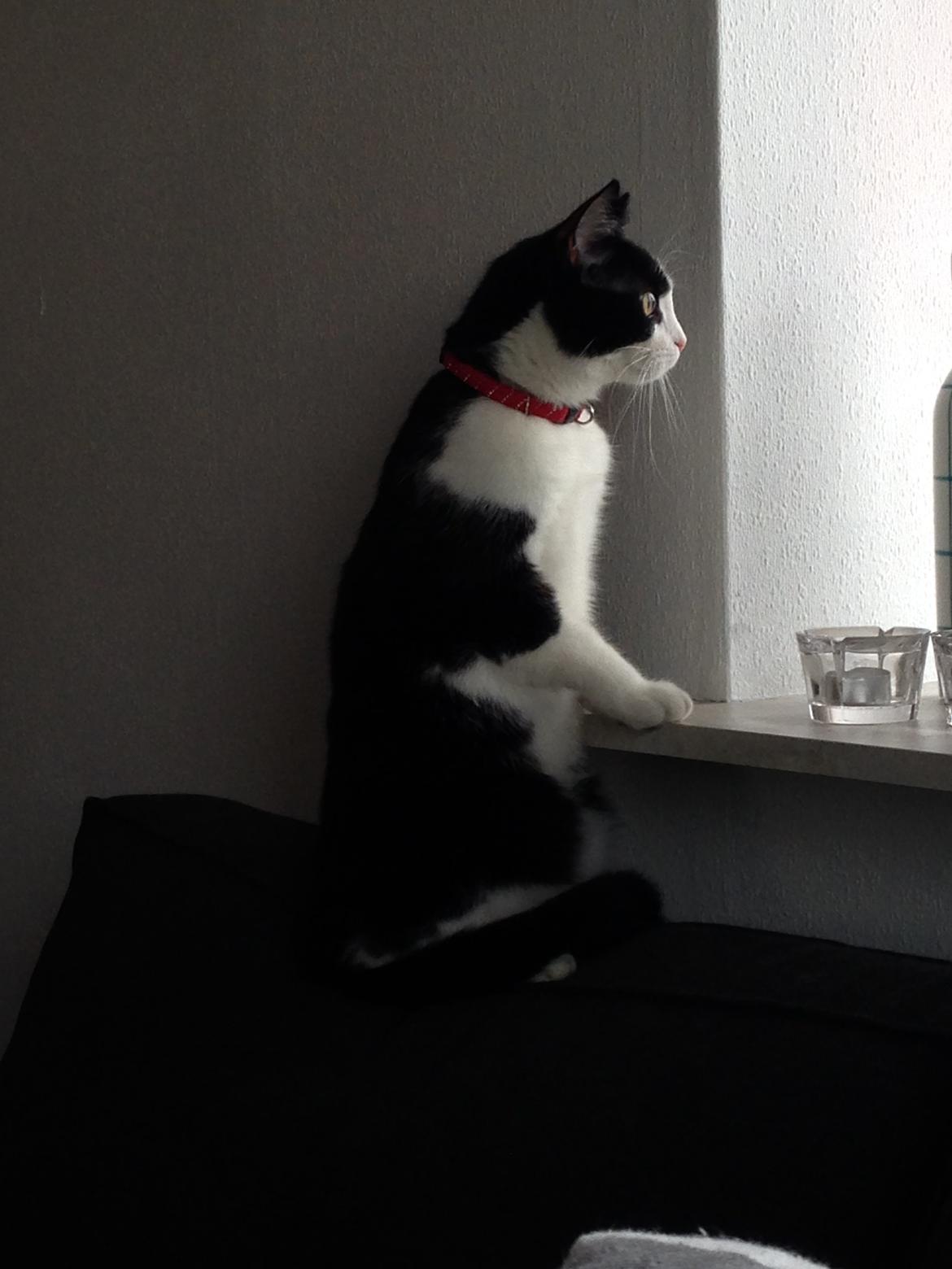 Huskat balou billede 27