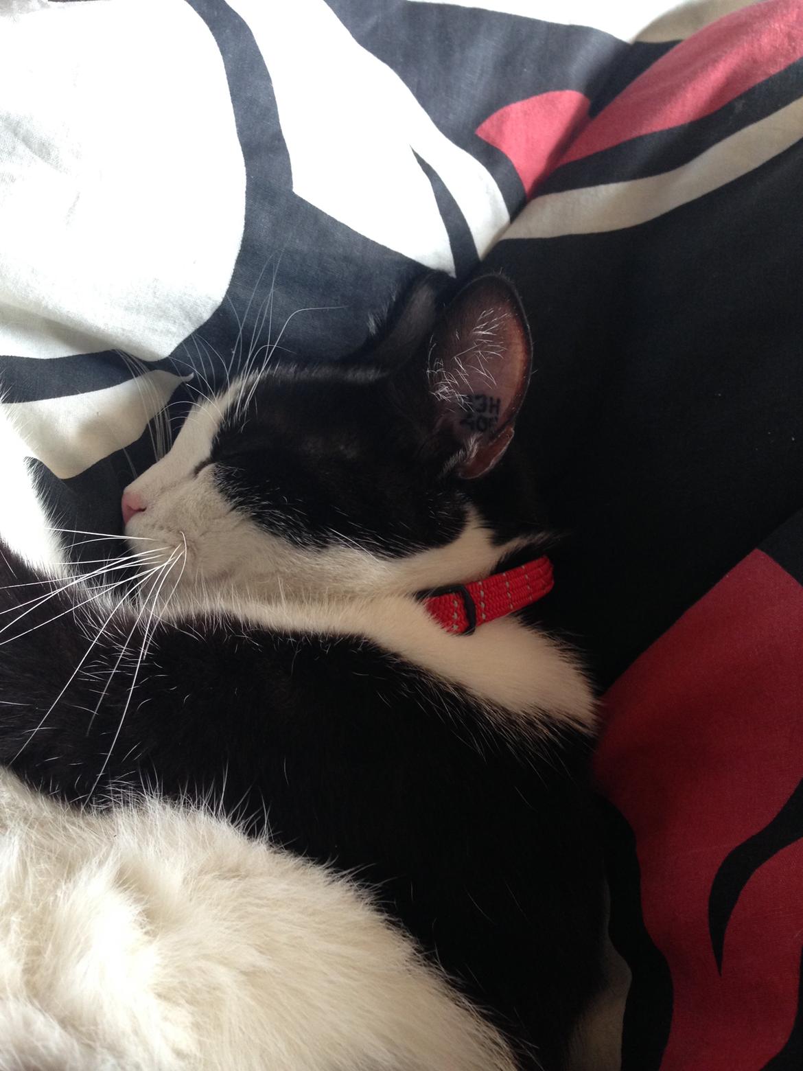 Huskat balou billede 7