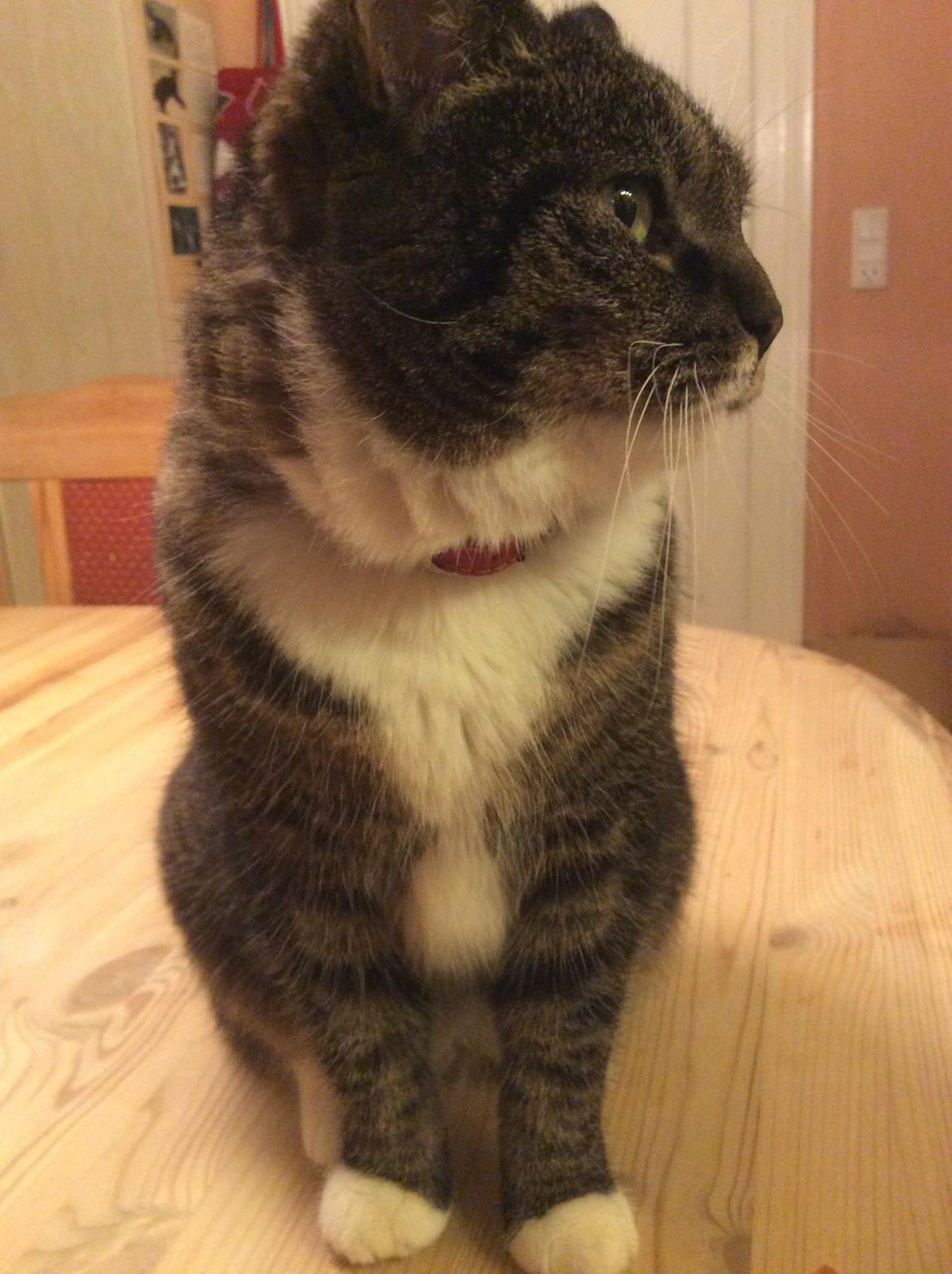 Huskat Line - Min smukke 😍 billede 21