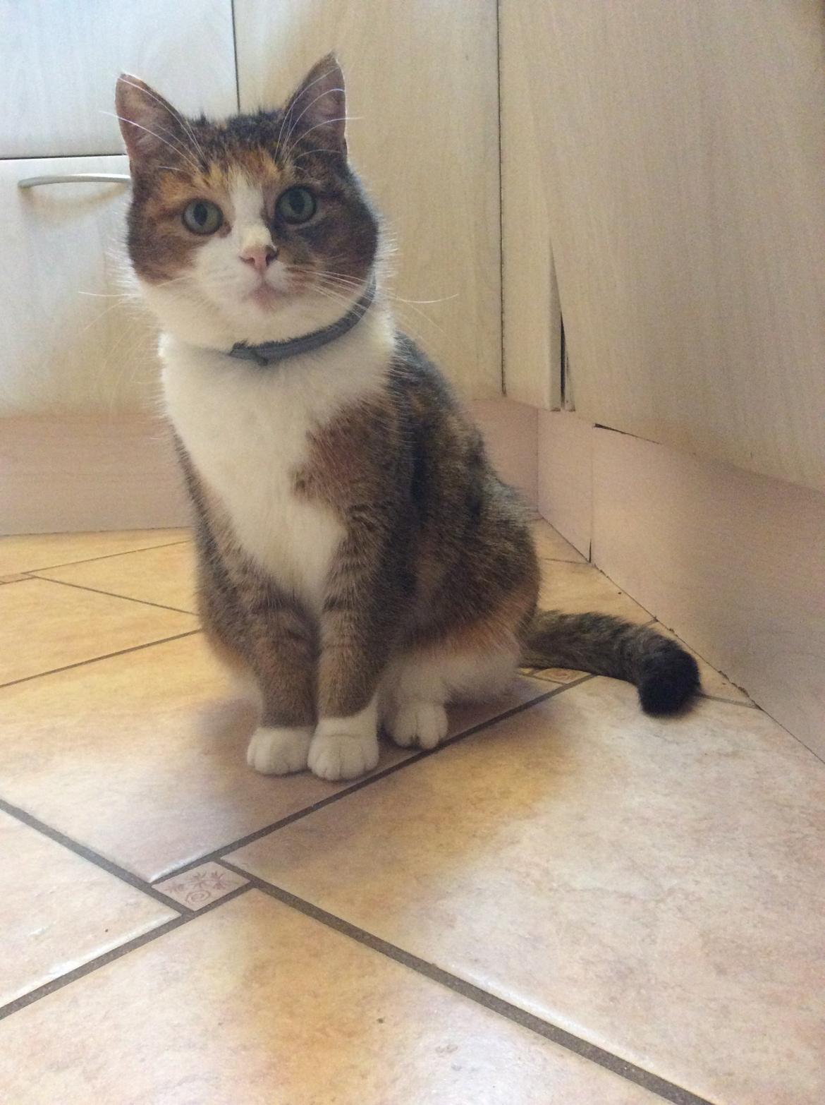 Blanding af racer Vivi billede 11