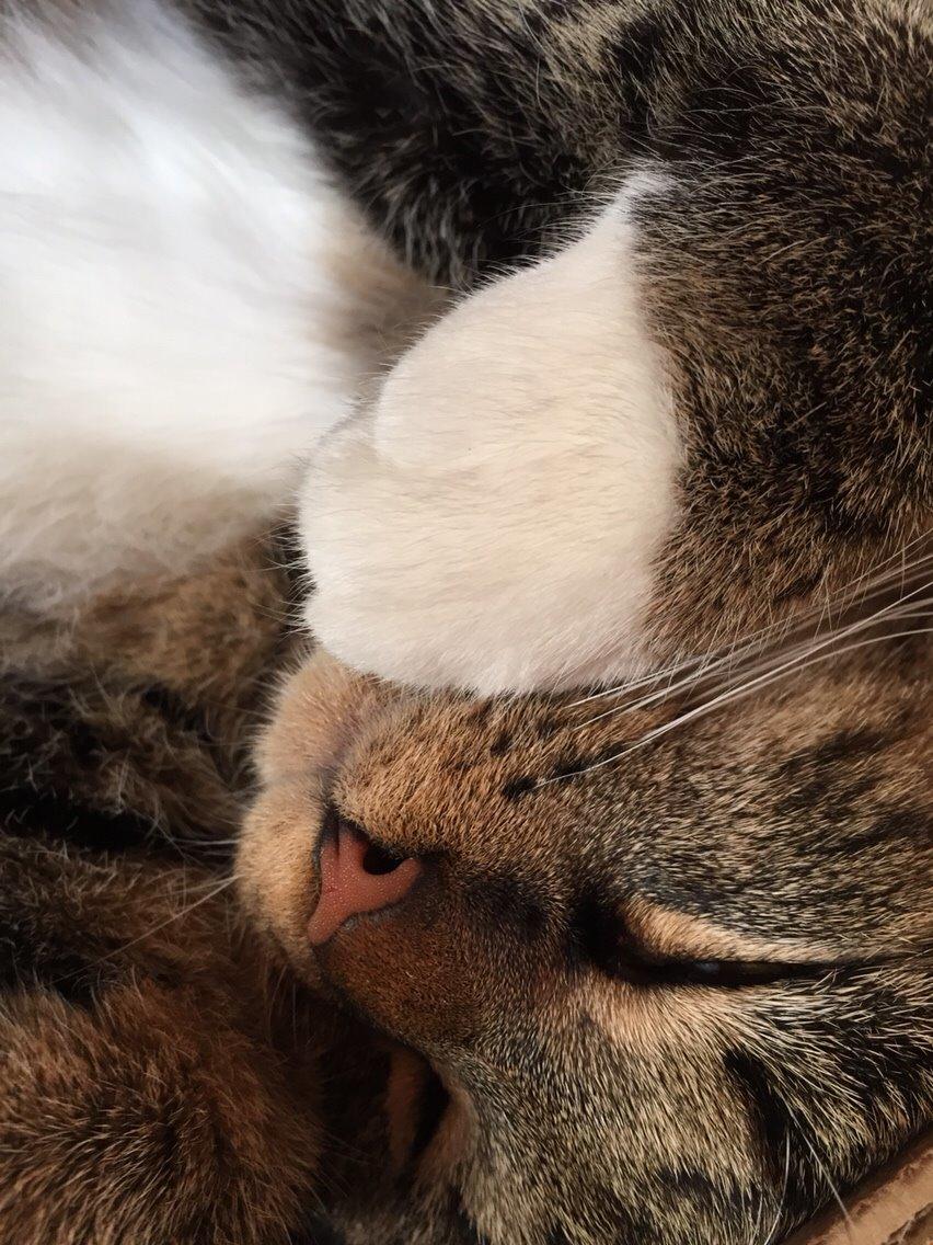 Huskat Tonser billede 47