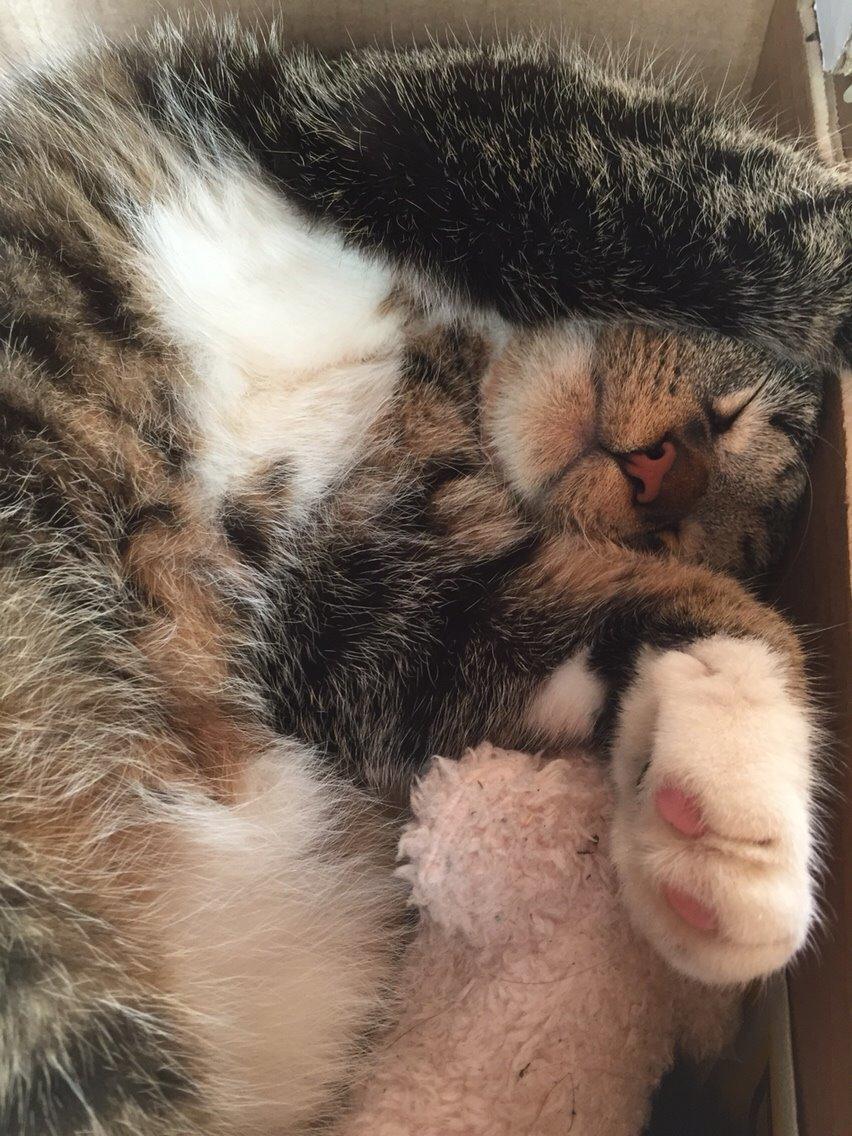 Huskat Tonser billede 48