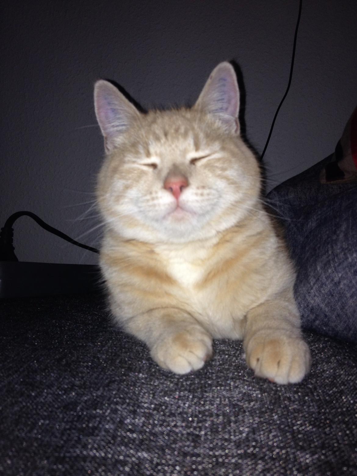 Blanding af racer Killer billede 3