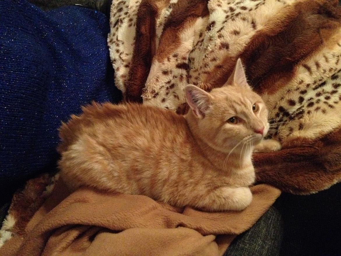 Blanding af racer Killer billede 4