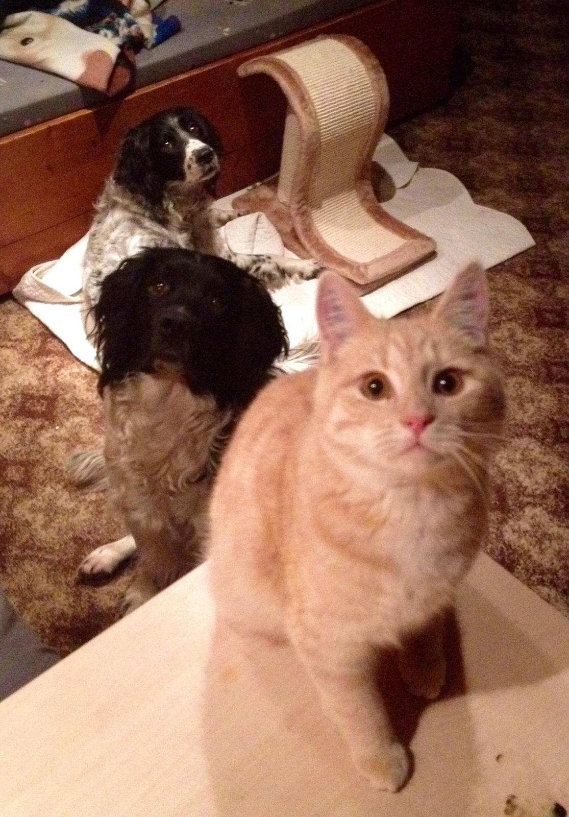 Blanding af racer Killer billede 5