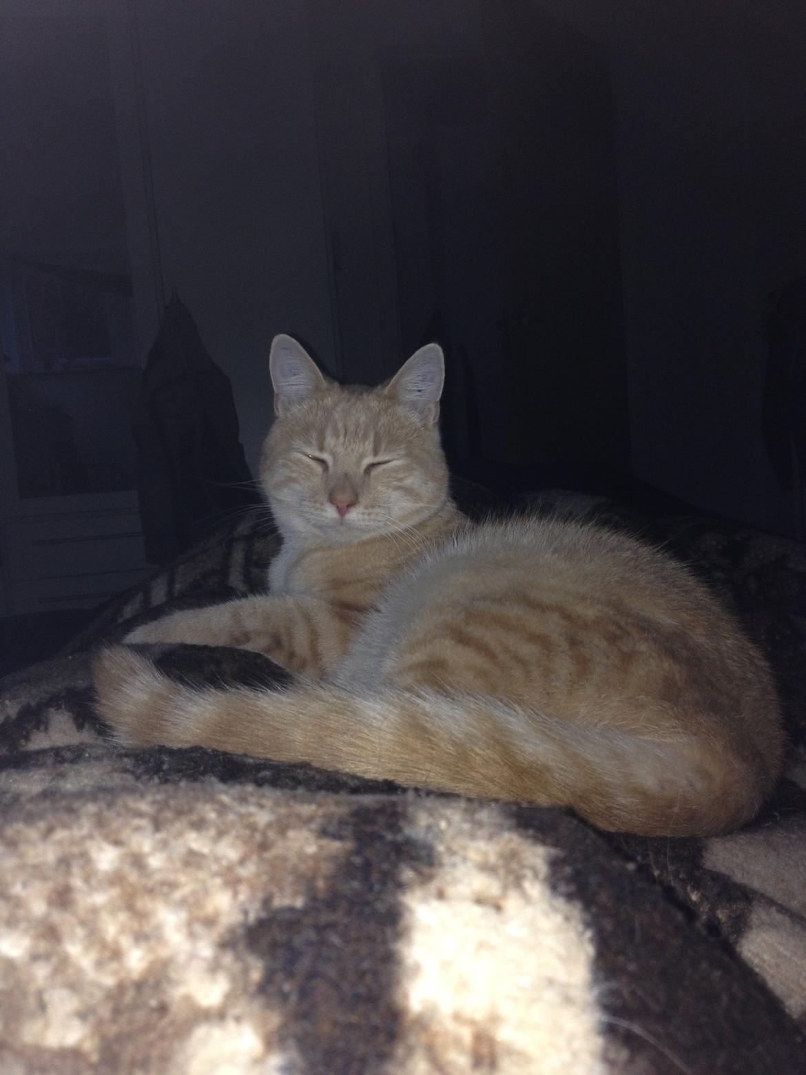 Blanding af racer Killer billede 2