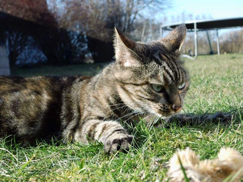 Blanding af racer Tulle billede 2