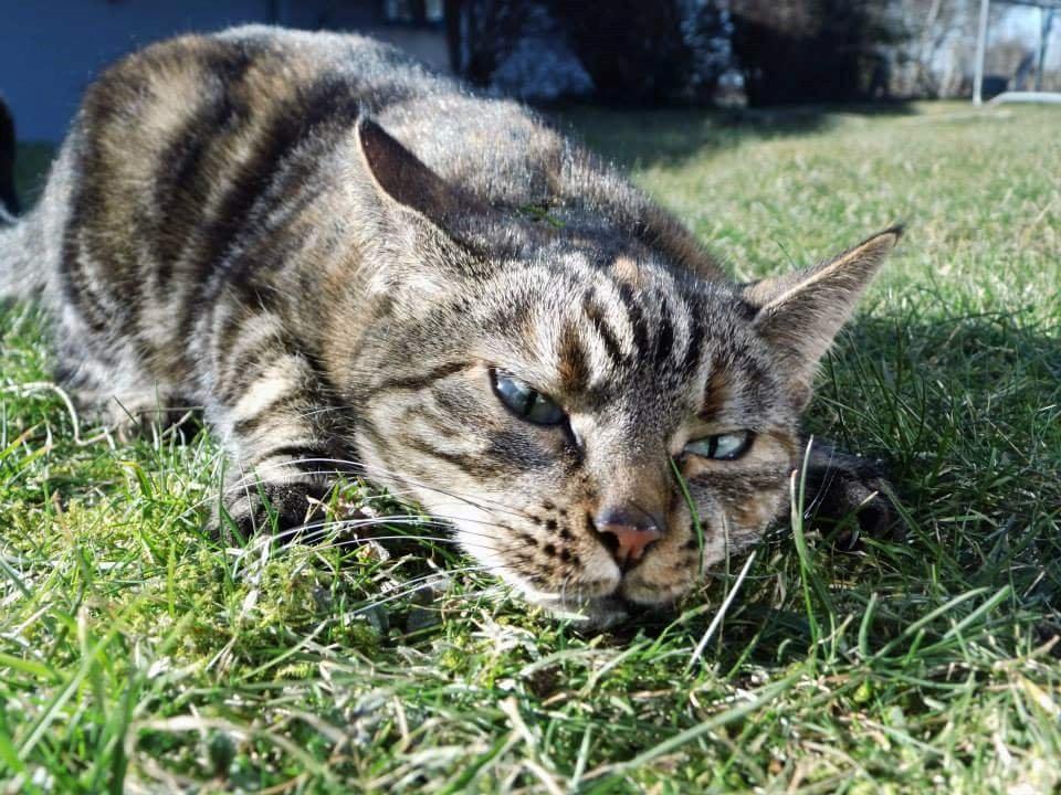 Blanding af racer Tulle billede 1