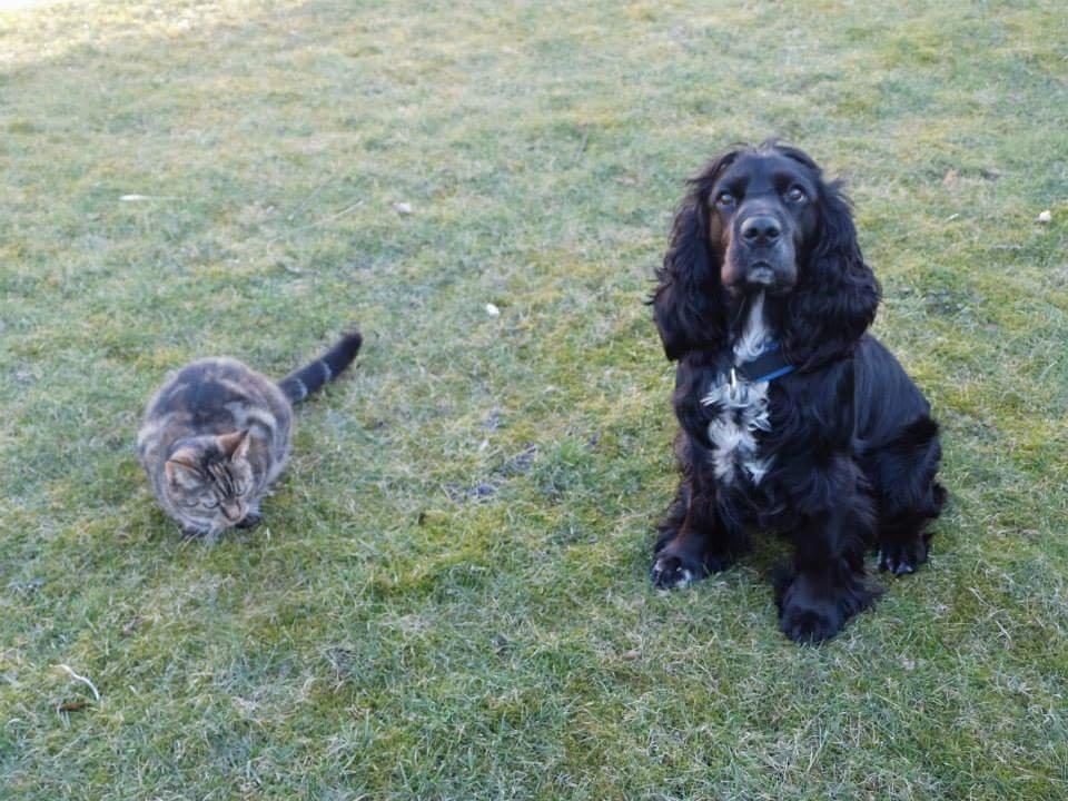 Blanding af racer Tulle billede 37