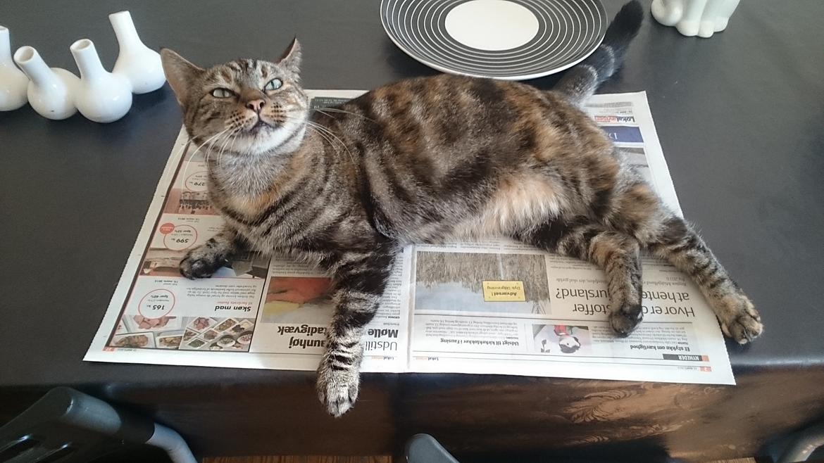 Blanding af racer Tulle billede 3