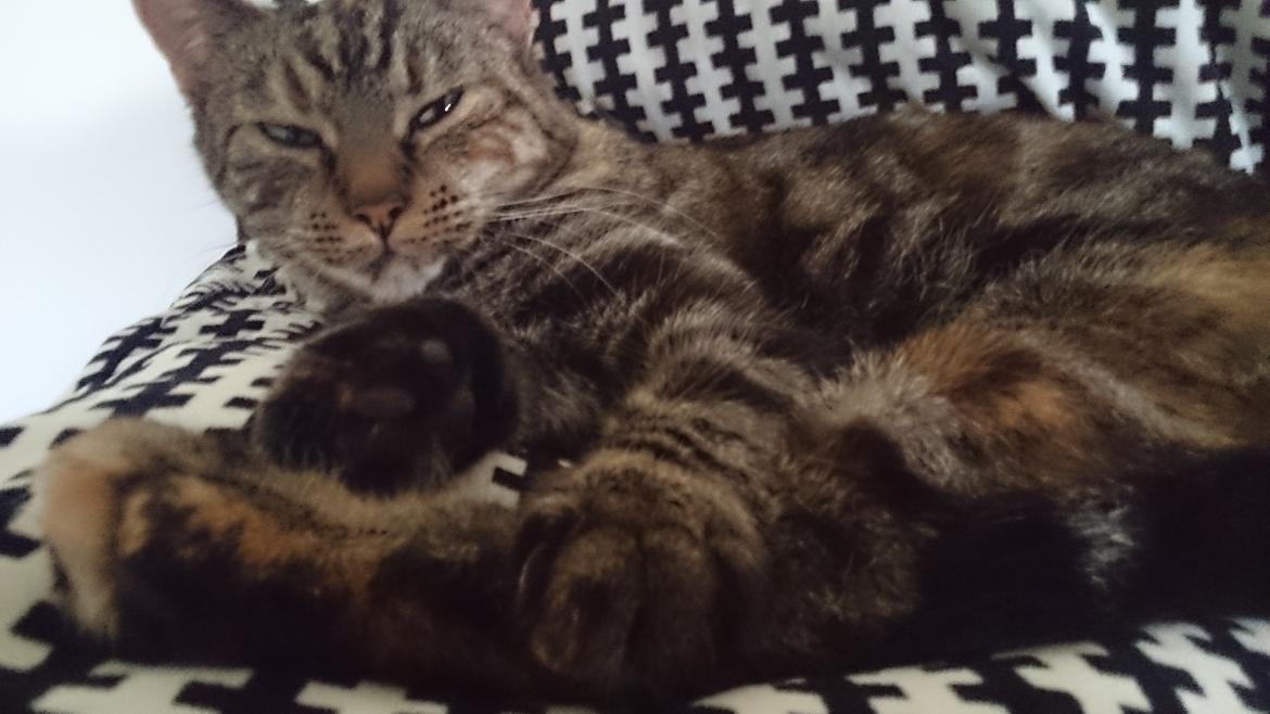 Blanding af racer Tulle billede 38