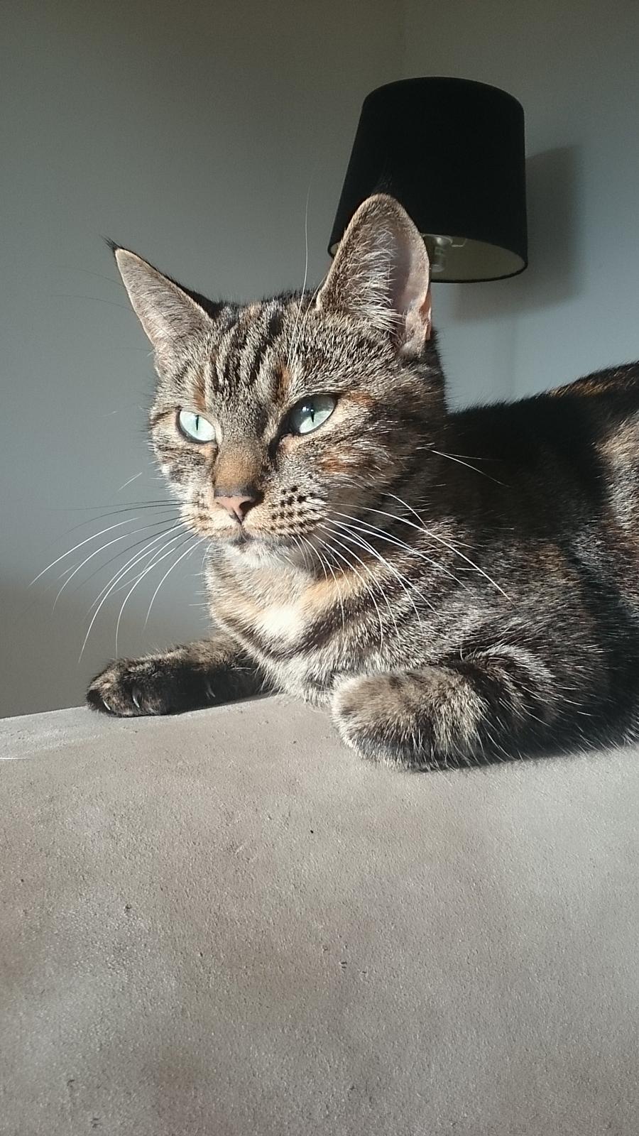 Blanding af racer Tulle billede 39