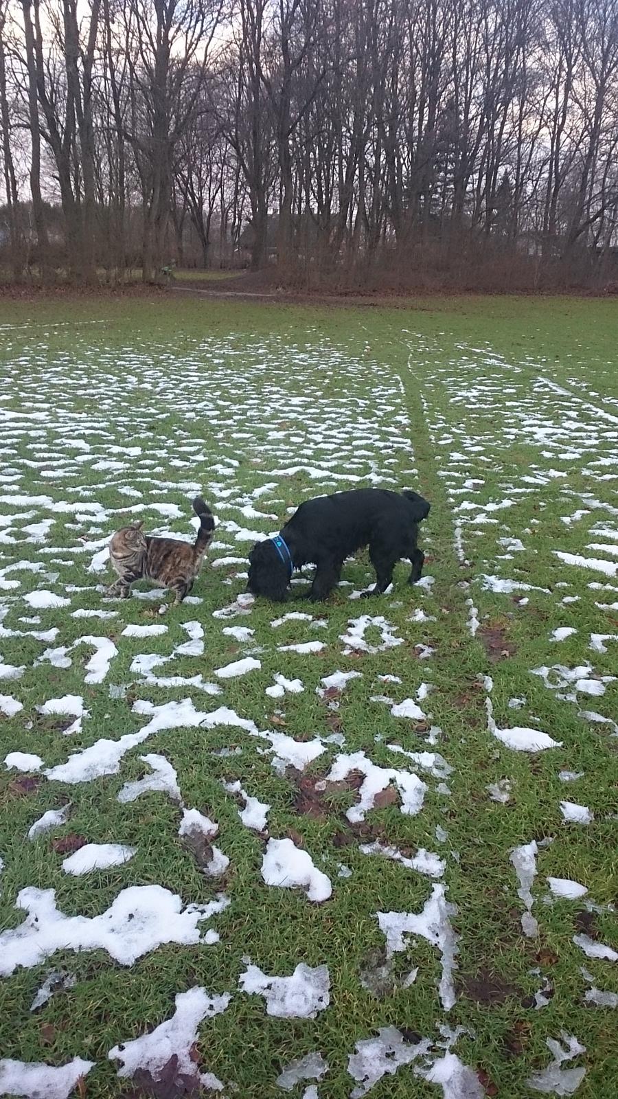 Blanding af racer Tulle billede 42