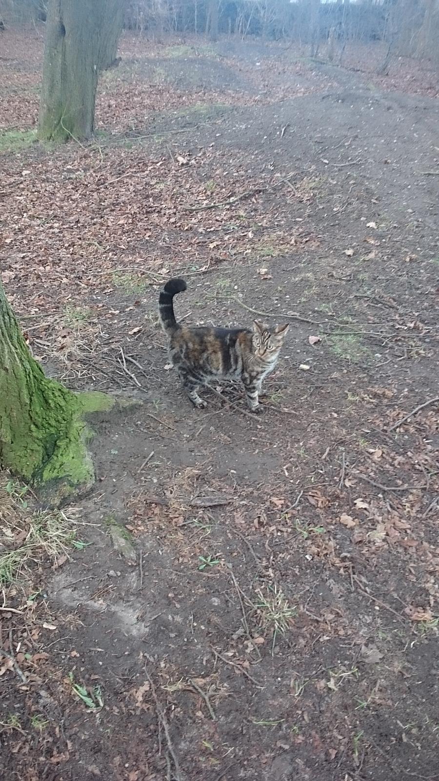 Blanding af racer Tulle billede 43