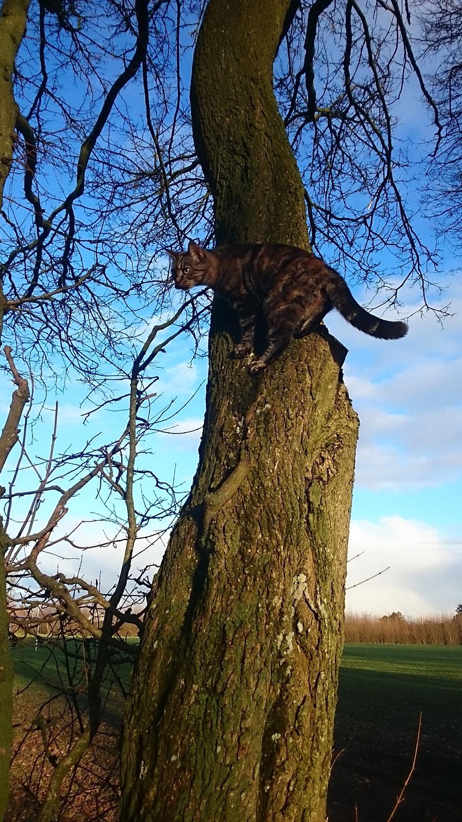 Blanding af racer Tulle billede 40