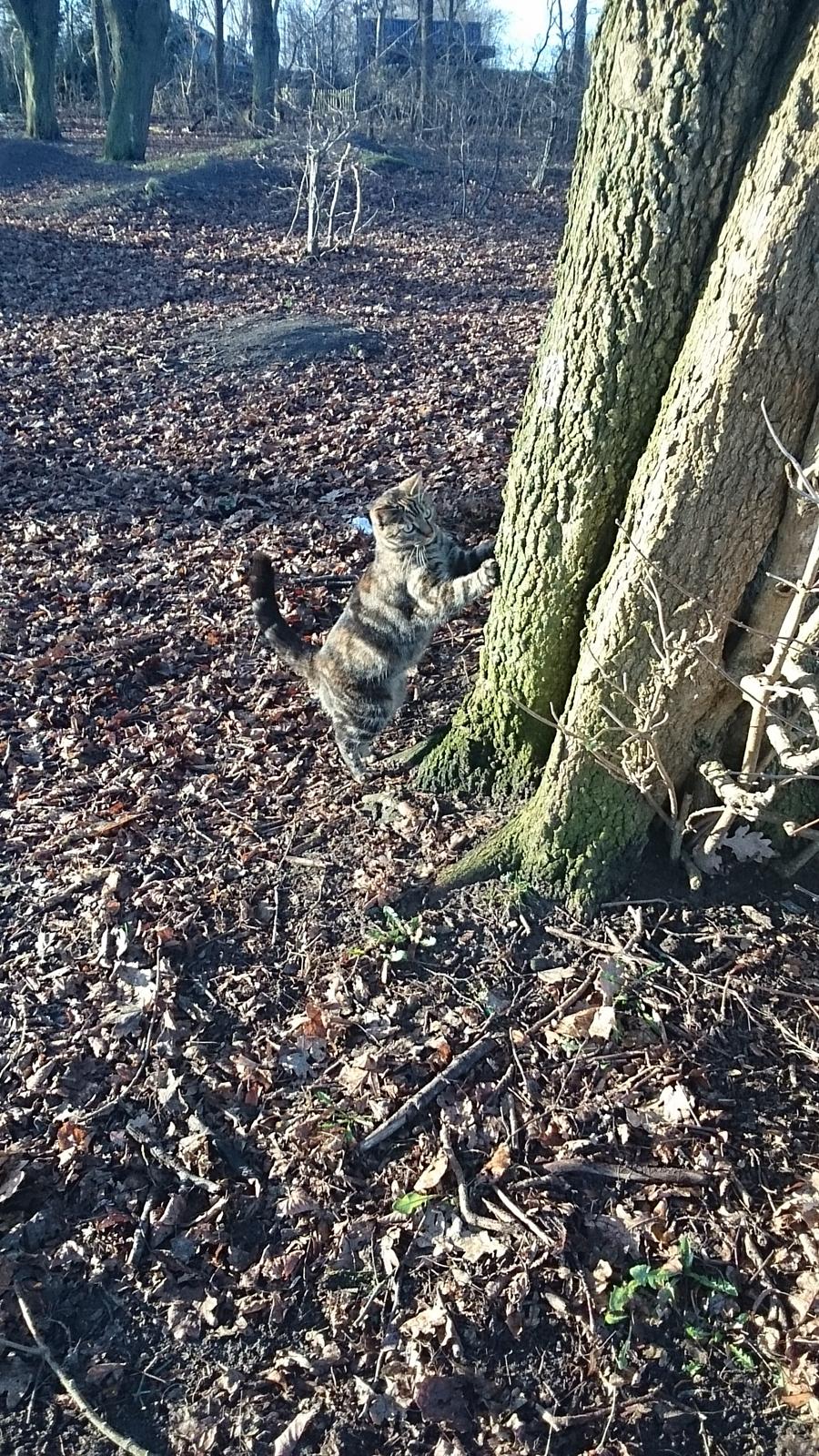 Blanding af racer Tulle billede 41