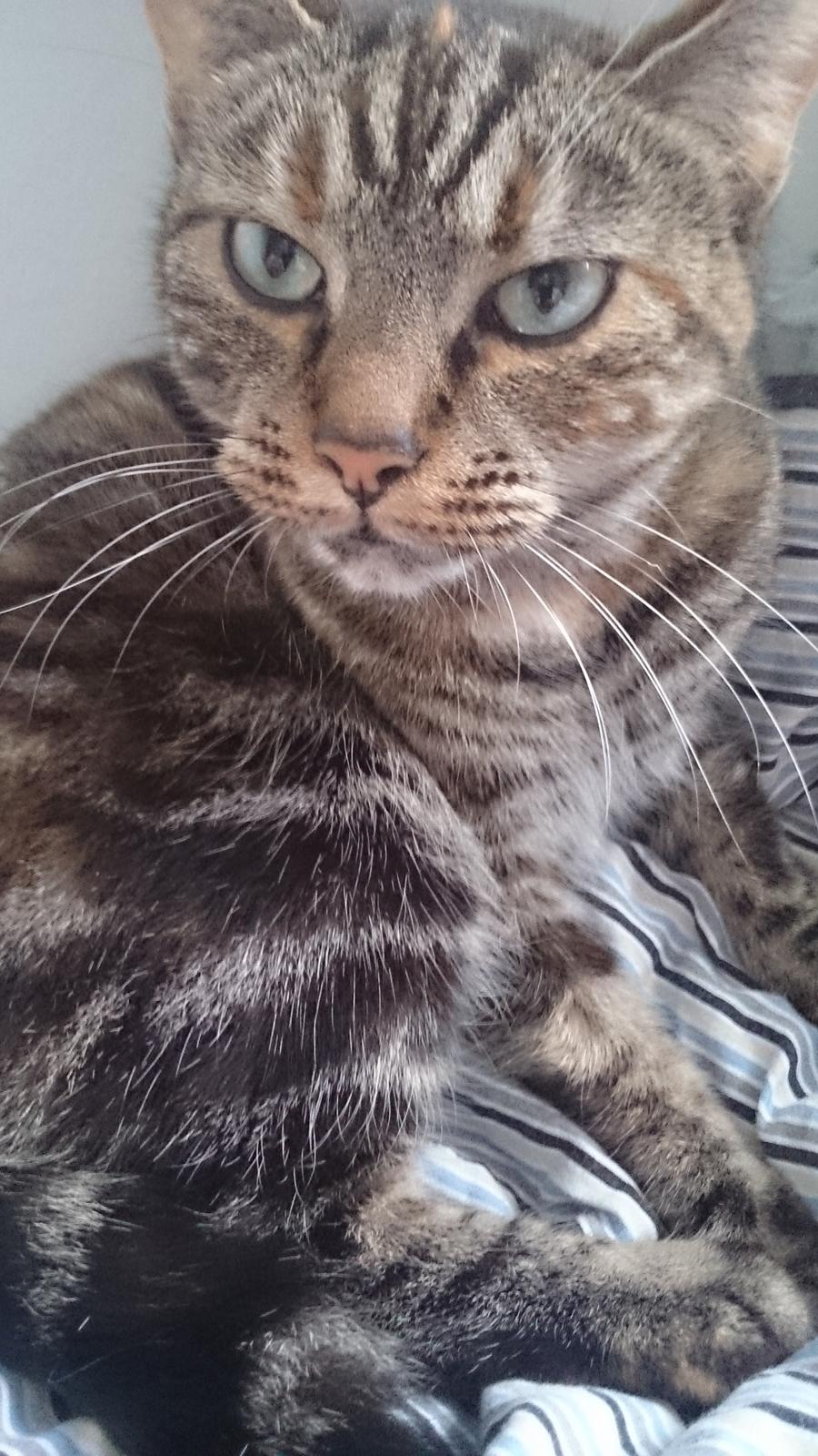 Blanding af racer Tulle billede 44