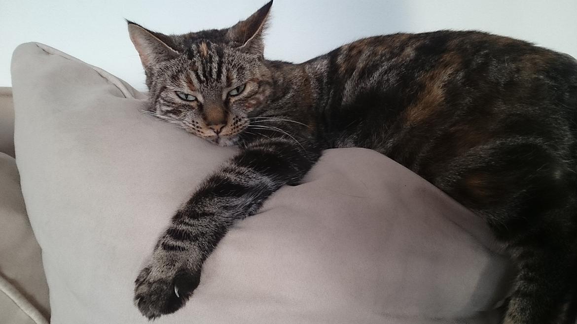 Blanding af racer Tulle billede 46