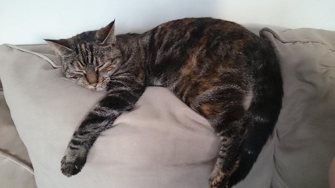 Blanding af racer Tulle billede 45