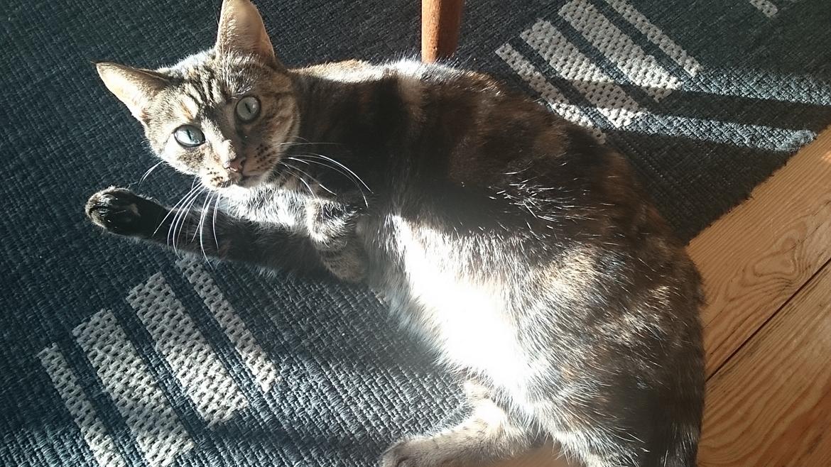 Blanding af racer Tulle billede 47