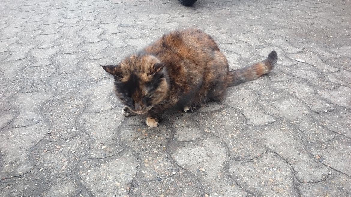 Blanding af racer Findus (Himmel kat) billede 4