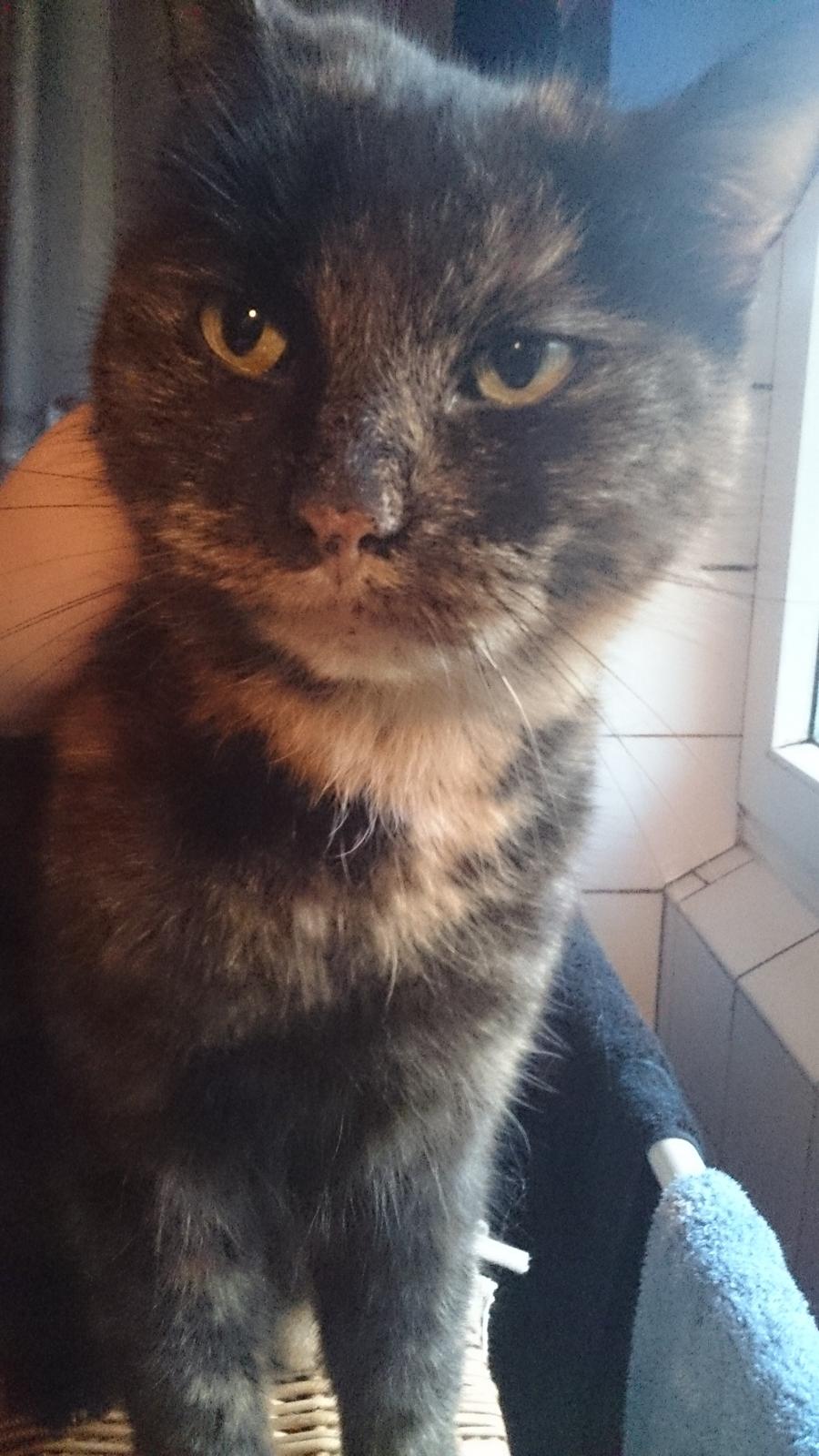Blanding af racer Findus (Himmel kat) billede 6