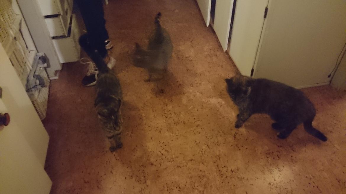 Blanding af racer Findus (Himmel kat) billede 7