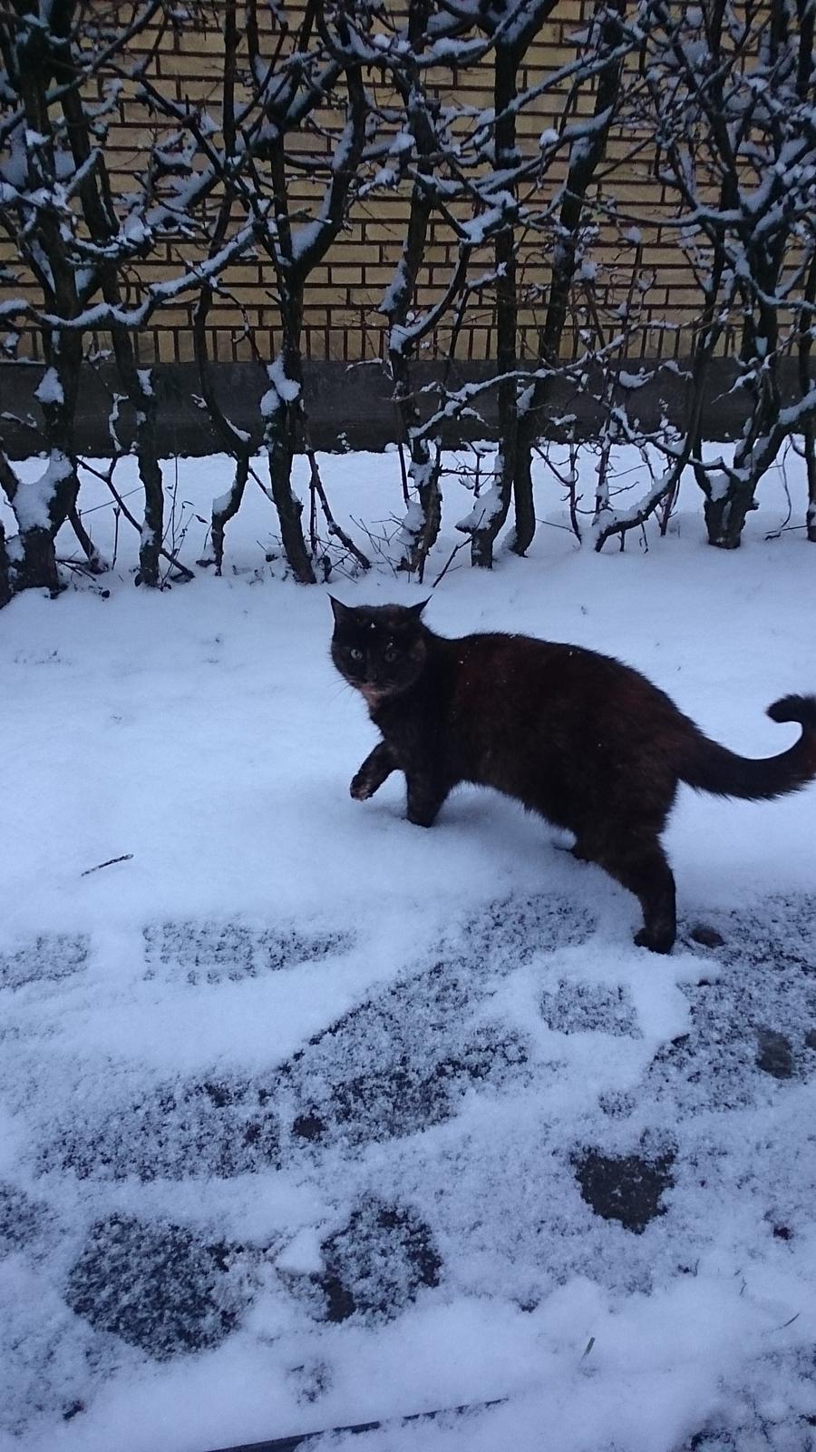 Blanding af racer Findus (Himmel kat) billede 5