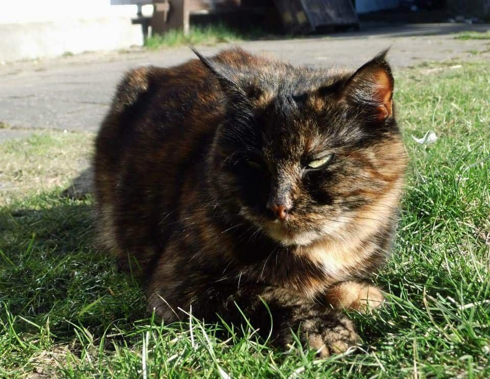 Blanding af racer Findus (Himmel kat) billede 1