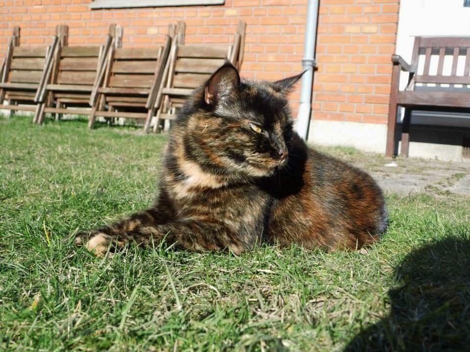 Blanding af racer Findus (Himmel kat) billede 10