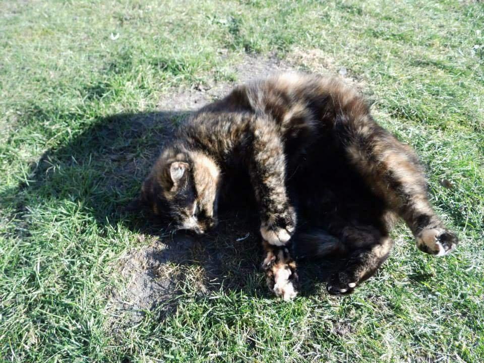 Blanding af racer Findus (Himmel kat) billede 8