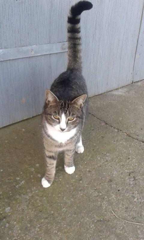 Huskat Speedy billede 11