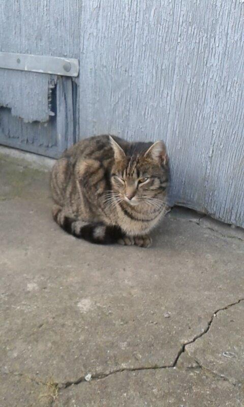 Huskat Tayson billede 34