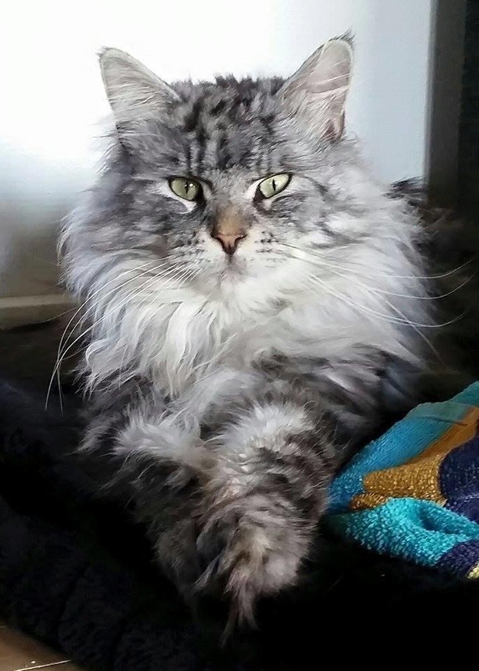 Maine Coon Vabis Himmelkat <3  billede 1