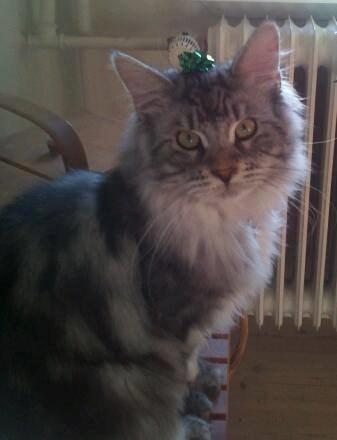 Maine Coon Vabis Himmelkat <3  billede 2